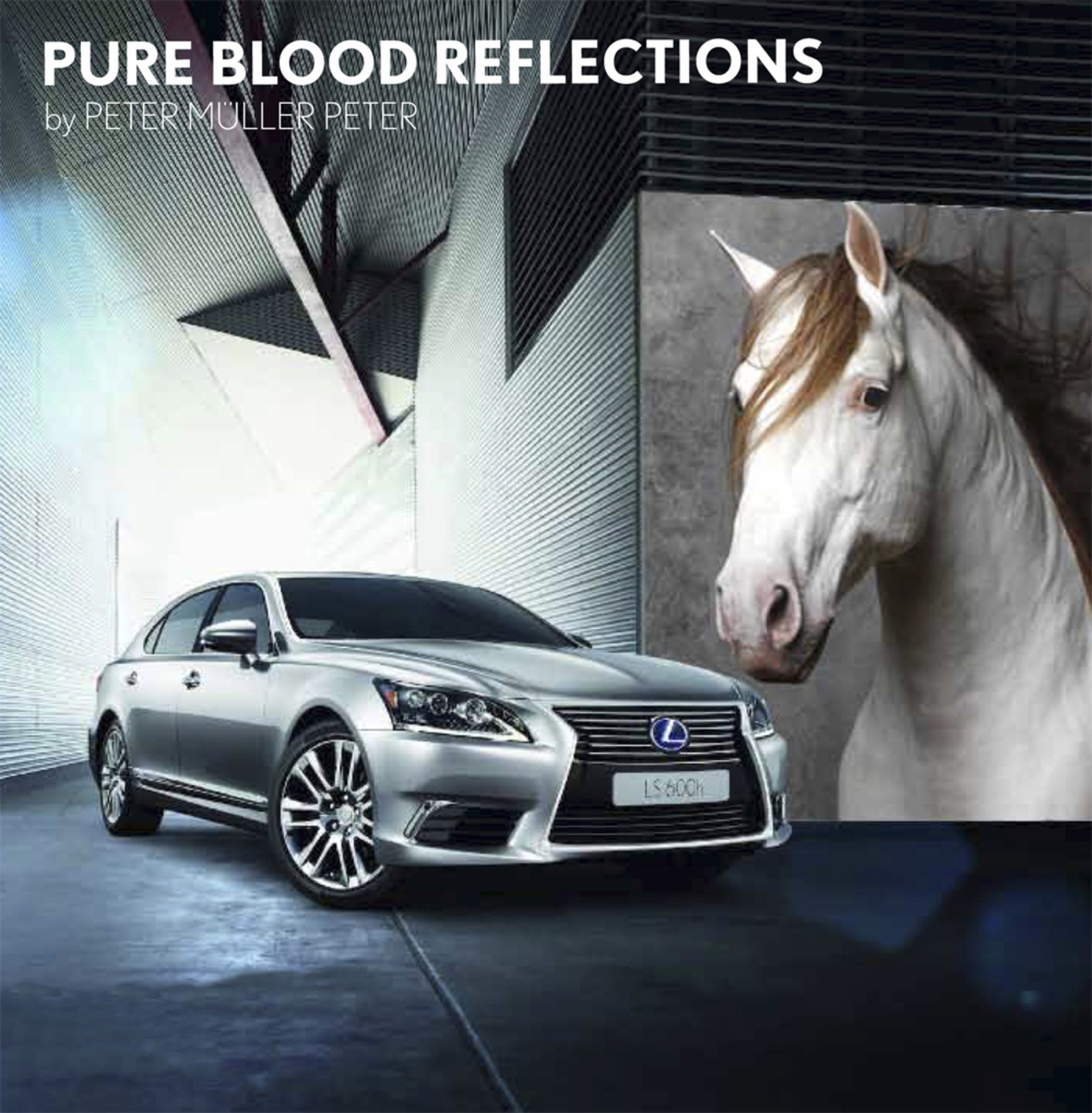 Pure Blood Reflections Exposición
